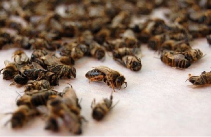 Мор пчёл добрался до Курского района. Куряне ждут прямой линии с Путиным