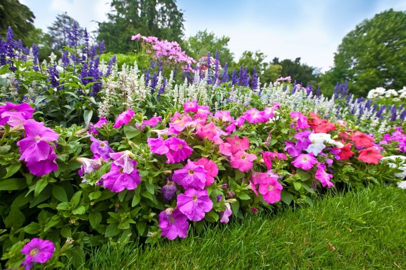 В Курске высадят полмиллиона цветов