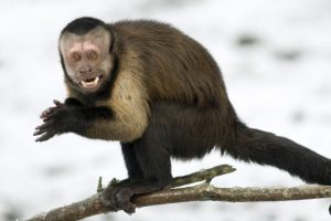 В Курске нашли обезьянку, сбежавшую из цирка