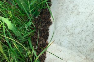 Курская область: в Тимском районе массово гибнут пчелы