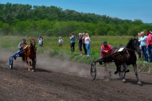 В Курской области состоится чемпионат сельских наездников