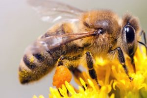 В Курской области ищут причину гибели пчел