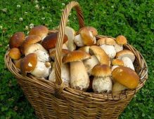 В Курской области 5 человек отравились грибами