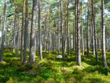 В 2021 год в Курской области не допустили ни одного лесного пожара