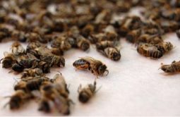 В Курской области агрофирма заплатит за гибель пчел почти 700 тысяч рублей