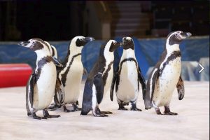 В Курский цирк приехали пингвины