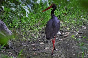 Замечен черный аист