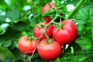 Чтобы ускорить рост помидоров