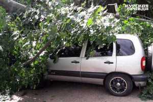 В Курске упавшее дерево повредило 3 машины