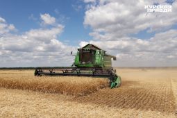 Урожайность зерновых в Курской области выше чем в прошлом году