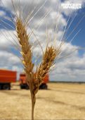 В Курской области ВСУ жгут зерно на полях