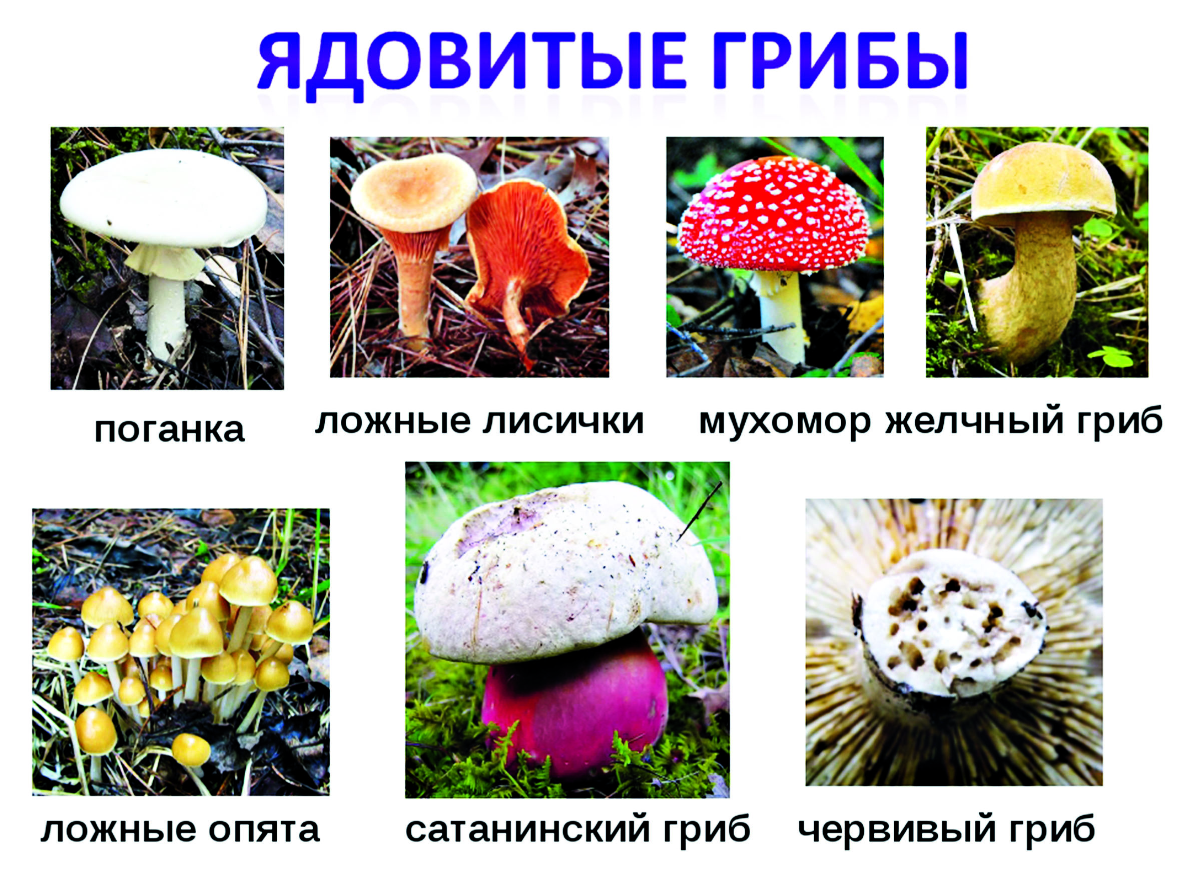 Опасные съедобные грибы. Грибы съедобные и несъедобные с названиями. Грибы виды несъедобных грибов. Несъедобные пластинчатые грибы. Ядовитый гриб двойник подосиновика.