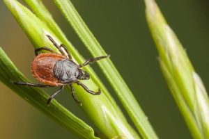 Курские парки обрабатывают  от клещей