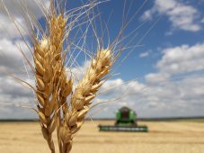В Курской области уборка пшеницы начнется во второй декаде июля