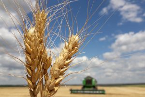 Урожай уже в закромах