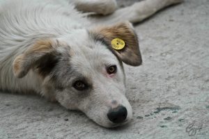 Своры поредели