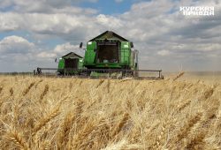 По урожайности зерна Курская область заняла первое место в России