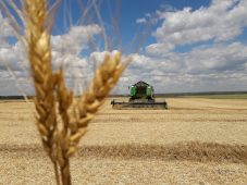 Курские аграрии намолотили 4,4 миллиона тонн зерна