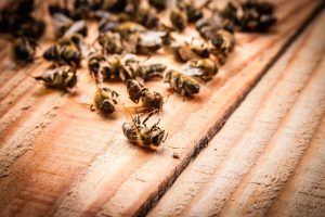 Заплатят  за гибель пчел