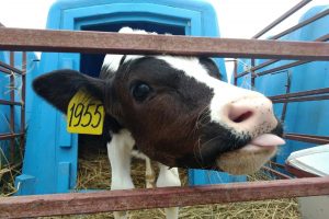 На «Реуте» снят карантин по АЧС