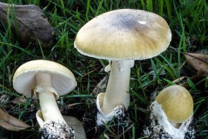 Последствия тихой охоты