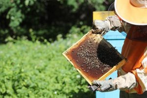Поднявшие тревогу курские пчеловоды скрылись  от помощи