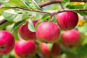 Как правильно привить яблоню –  все о способах, сроках и последующем уходе