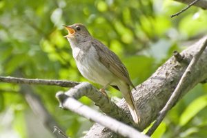 Побеждает соловей