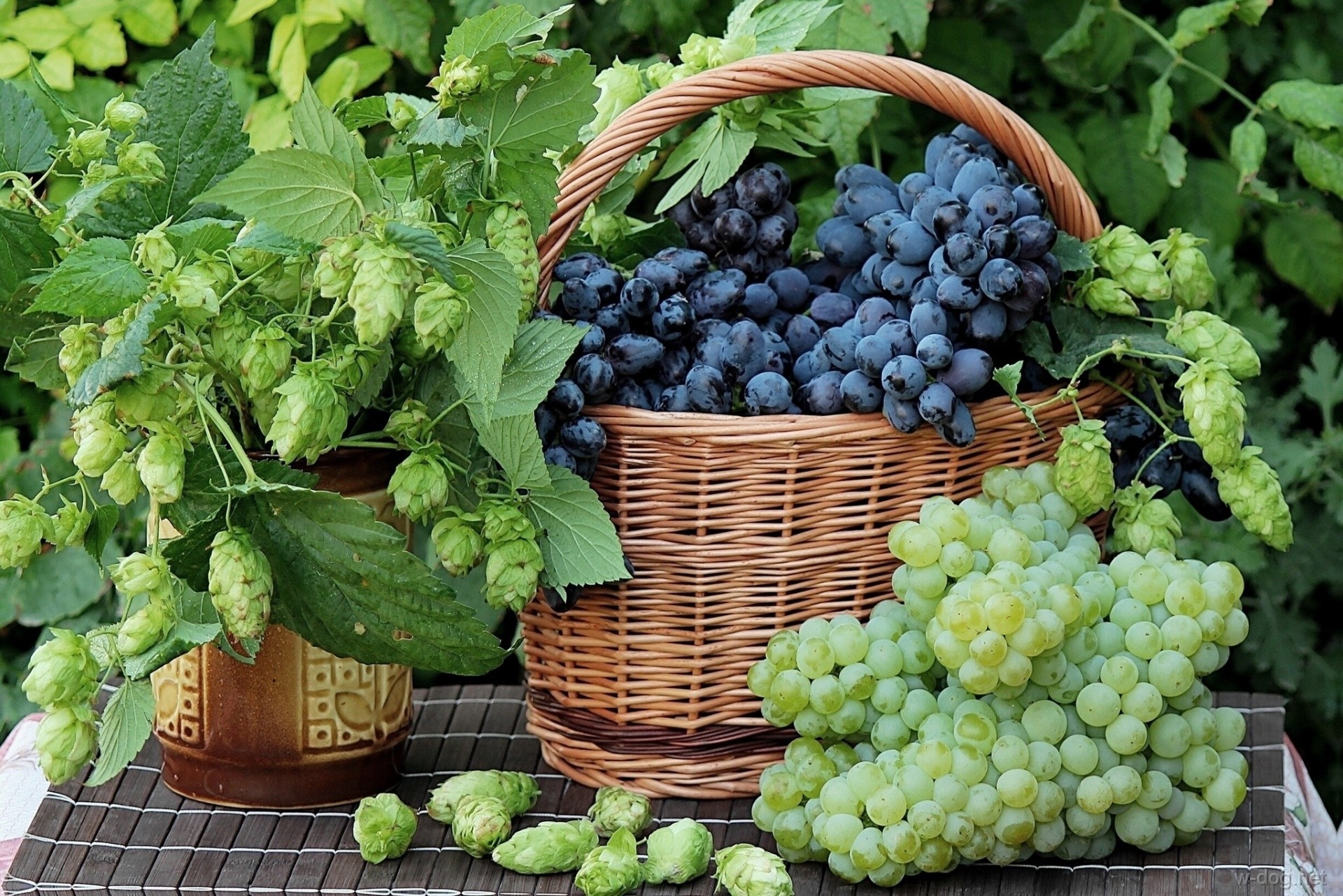 Выращиваем виноград из черенков – Курская правда