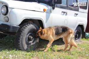 В Курске полицейская собака нашла наркотики