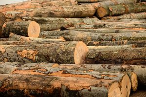 В Курской области загадочно пропала древесина