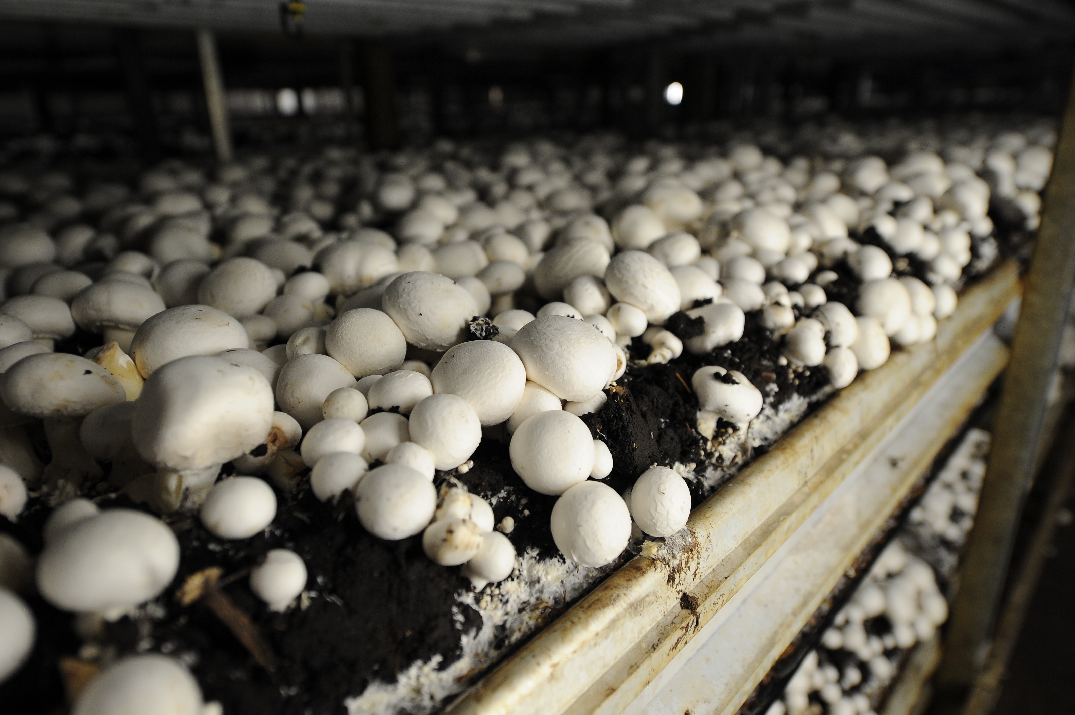 Почему шампиньоны можно выращивать искусственно. Грибная ферма шампиньоны. Шампиньоны грибная Радуга. Агрокомплекс Трегубово грибная ферма. Ферма шампиньонов Радуга.