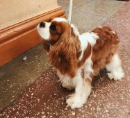 В Курске проходит региональная выставка собак всех пород