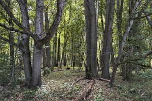 В Курске объявлен областной экологический конкурс проектов «Спасти и сохранить»