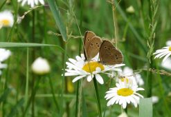 Курян приглашают посмотреть на «загадочный мир насекомых»