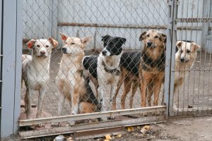 Пополнят собачий бюджет