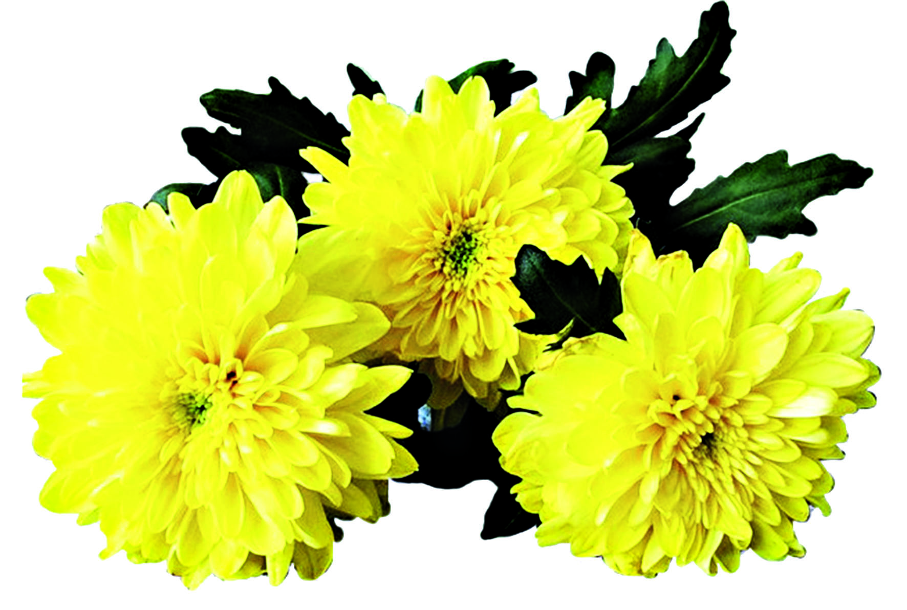 Желтые хризантемы на белом фоне