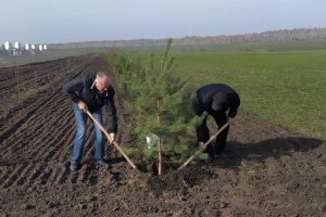 Три ряда из берез, черемухи и сосен