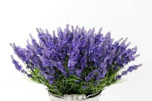 Осенний уход за цветами в открытом грунте