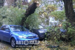 В Курске дерево упало на припаркованные машины