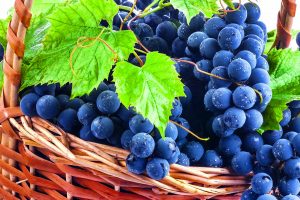5 ошибок при обрезке винограда