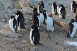 Курянин, живущий в Антарктиде, рассказал о линяющих пингвинах