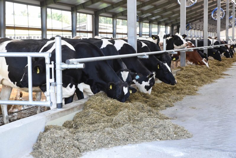 В Курской области выросло производство молока