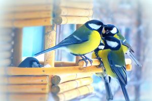 «Синичкин день» продлится до весны