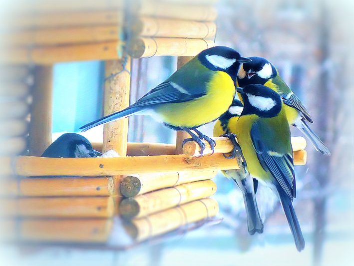 «Синичкин день» продлится до весны