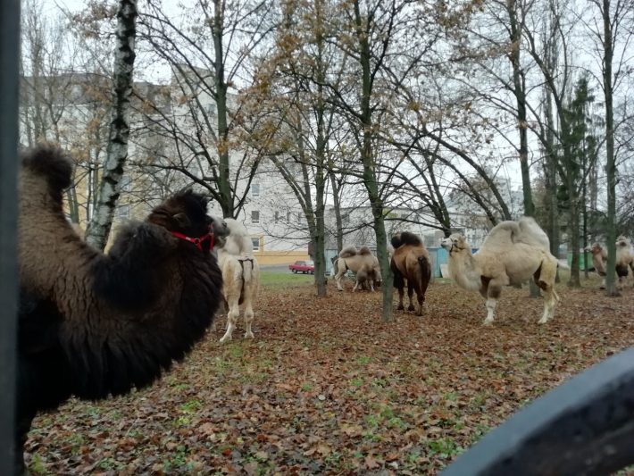 В Курске гуляют верблюды