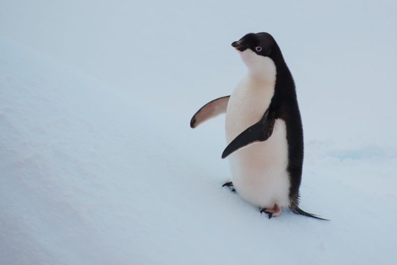 Курянин рассказал о линяющих пингвинах