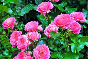 Розы из осенних черенков