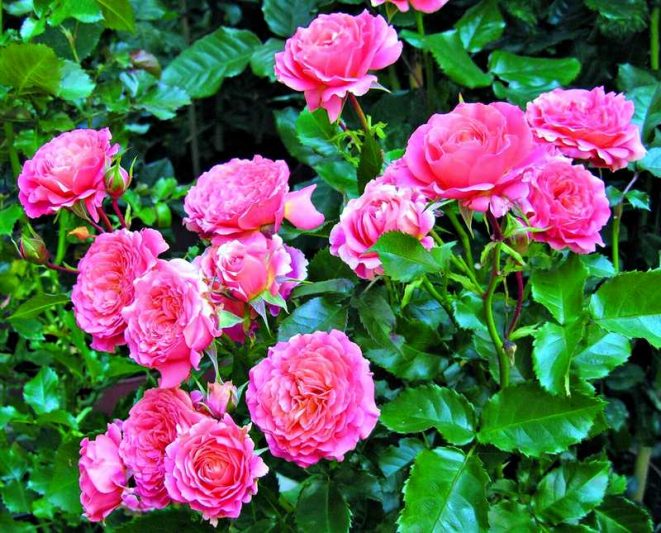 Розы из осенних черенков