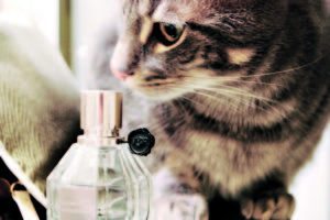 Коты и запахи